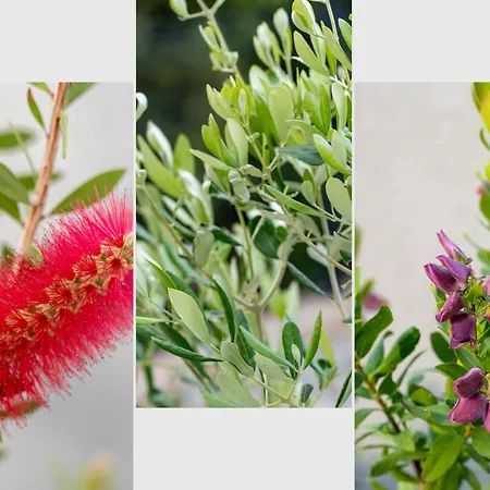 Sea Heaven, Kanica *