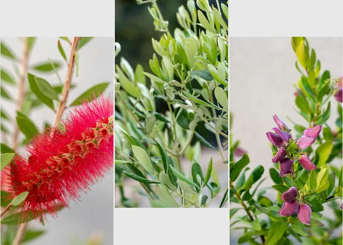 Sea Heaven, Kanica *